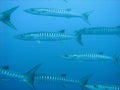 Barracuda Royalty Free Stock Photo