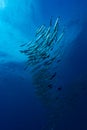School of Barracudas Royalty Free Stock Photo
