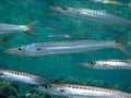 Barracuda Royalty Free Stock Photo