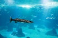 Barracuda adult in ocean habitat, single fish Royalty Free Stock Photo