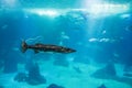 Barracuda adult in ocean habitat, single fish Royalty Free Stock Photo