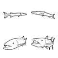 Barracuda Animal Vector Illustration Hand Drawn Cartoon Art Royalty Free Stock Photo