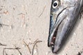 Barracuda fish head on the Beach Royalty Free Stock Photo