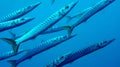 Barracuda, Cabo Cope Puntas del Calnegre Regional Park, Spain Royalty Free Stock Photo