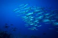 Barracuda and Coral reef underwater swarm fish