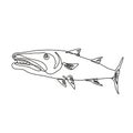 Barracuda or Cuda Predatory Ray-Finned Fish Viewed from Side Continuous Line Drawing Royalty Free Stock Photo