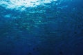 School of Barracuda on the coral reef of Koh Tachai pinnacle in Southern Thailand.