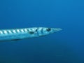 Barracuda fish