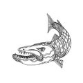 Barracuda Fish Doodle Art