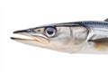Barracuda fish head closeup isolated Royalty Free Stock Photo