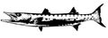 Barracuda fish II. vector