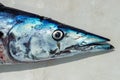 Barracuda fish mouth detail close up macro