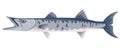 Barracuda fish on white background, seafood Royalty Free Stock Photo