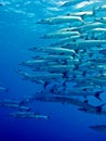 Barracuda GBR Royalty Free Stock Photo