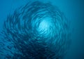 Barracuda school circling Royalty Free Stock Photo