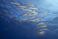 Barracuda school of fish close up in the deep blue sea Royalty Free Stock Photo