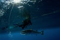 Barracuda and scuba diver Royalty Free Stock Photo