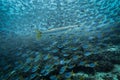 Barracuda in a sea of fish!