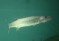 This is a Barracuda or Seapike fish. Royalty Free Stock Photo