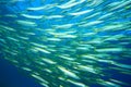 Barracuda shoal Royalty Free Stock Photo