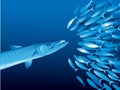 Barracuda and shoal Royalty Free Stock Photo