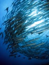 Barracuda Storm Royalty Free Stock Photo