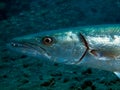 Barracuda Royalty Free Stock Photo