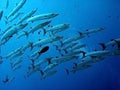 Barracuda underwater