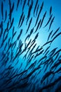 Barracudas Royalty Free Stock Photo
