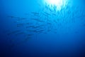 Barracudas Royalty Free Stock Photo