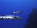 Barracudas Royalty Free Stock Photo