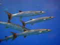 Barracudas Royalty Free Stock Photo