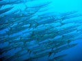 Barracudas swimming to surface Royalty Free Stock Photo