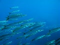 Barracudas. V9EG1308 Royalty Free Stock Photo