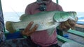 Barramundi caught by recreational angler. Royalty Free Stock Photo