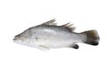 Barramundi fish