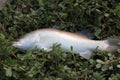 Barramundi Fish