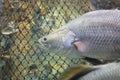 Barramundi fish Royalty Free Stock Photo