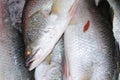 Barramundi fish for cooking Royalty Free Stock Photo
