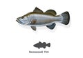 Barramundi fish watercolor sketch line art. vector illustration