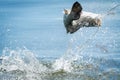 Barramundi jumps into the air