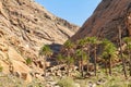 Palm trees in Barranco de las Penitas near Vega de Rio Palmas, Betancuria Rural Park, Fuerteventura, Canary Islands, Spain Royalty Free Stock Photo