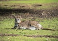 Barrats Wallaby Royalty Free Stock Photo