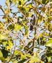 Barred Antshrike Royalty Free Stock Photo
