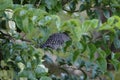 Barred antshrike bird in tree in Erasmus Cove on Tobago Royalty Free Stock Photo