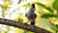 Barred Antshrike Royalty Free Stock Photo