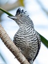 Barred Antshrike Royalty Free Stock Photo