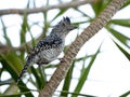 Barred Antshrike Royalty Free Stock Photo