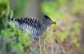 Barred Antshrike