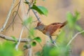 Barred Antshrike - Thamnophilus doliatus Royalty Free Stock Photo